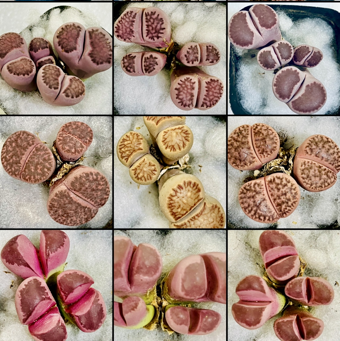 Lithop Mixed Pot